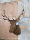 ELK SH MT TAXIDERMY