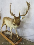 Lifesize Fallow Deer on Base TAXIDERMY