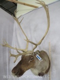 Caribou Sh Mt TAXIDERMY