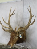 Elk Sh Mt TAXIDERMY