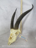 Thompson Gazelle 1/2 Skull w/Horns TAXIDERMY