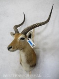 Lechwe Sh Mt TAXIDERMY