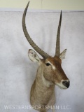 Waterbuck Sh Mt TAXIDERMY