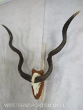 Kudu Skull on Plaque TAXIDERMY