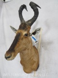 Hartebeest Sh Mt TAXIDERMY