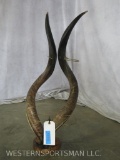 Kudu Horn Candleabra on Wooden Base TAXIDERMY