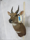 Bushbuck Sh Mt TAXIDERMY