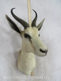 White Springbok Sh Mt TAXIDERMY