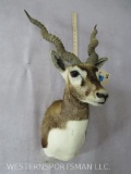 Blackbuck Sh Mt TAXIDERMY