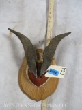 Mounted Tahr Horns on Plaque TAXIDERMY