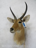 Mountain Reedbuck Sh Mt TAXIDERMY