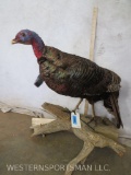 Lifesize Turkey on Limb TAXIDERMY