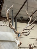 Red Stag Skull  TAXIDERMY