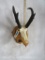 Pronghorn Skull on Plaque TAXIDERMY