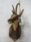 Chamois Sh Mt TAXIDERMY