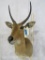 Reedbuck Sh Mt TAXIDERMY