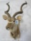 Kudu Sh Mt TAXIDERMY