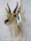 Reedbuck Sh Mt TAXIDERMY