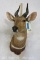 Bushbuck Sh Mt TAXIDERMY