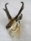 Pronghorn Sh Mt TAXIDERMY