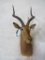 Impala Sh Mt TAXIDERMY