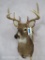 8 PT Whitetail Sh Mt TAXIDERMY