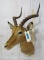 Impala Sh Mt TAXIDERMY