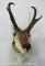 Pronghorn Sh Mt TAXIDERMY