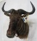 Wildebeest Sh Mt TAXIDERMY