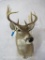 9 PT Whitetail Sh Mt TAXIDERMY