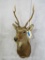 Sika Deer Sh Mt TAXIDERMY