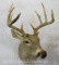 10 PT Whitetail Sh Mt TAXIDERMY