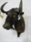 Black Wildebeest Sh Mt TAXIDERMY