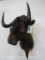 Black Wildebeest Sh Mt TAXIDERMY