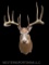 MONSTER Size Whitetail Deer Sho . Mount OHIO buck, Massive 21 inch spread, 26 & 25 inch main beams,