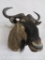 Wildebeest Sh Mt TAXIDERMY