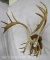 Caribou Rack on Plaque TAXIDERMY