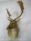 Fallow Sh Mt TAXIDERMY