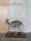 Lifesize Duiker on Base TAXIDERMY