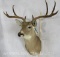 8 PT Whitetail Sh Mt W/Wide Spread TAXIDERMY