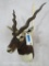 Blackbuck Sh Mt TAXIDERMY