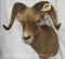 Snow Sheep Sh Mt TAXIDERMY