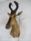 Hartebeest Sh Mt TAXIDERMY