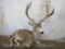 Lifesize Laying Mule Deer TAXIDERMY