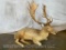 Lifesize Laying Fallow Deer TAXIDERMY