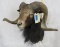 Corsican Sheep Sh Mt TAXIDERMY