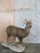 Lifesize Hog Deer on Base TAXIDERMY