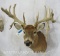 Uncommon 10 PT Whitetail Sh Mt W/Double Drop Tynes TAXIDERMY