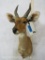 Bushbuck Sh Mt TAXIDERMY