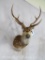 Axis Deer Sh Mt TAXIDERMY